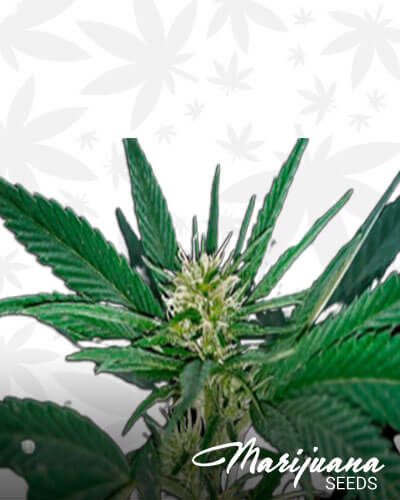 Hawaiian Snow x Sour Banana