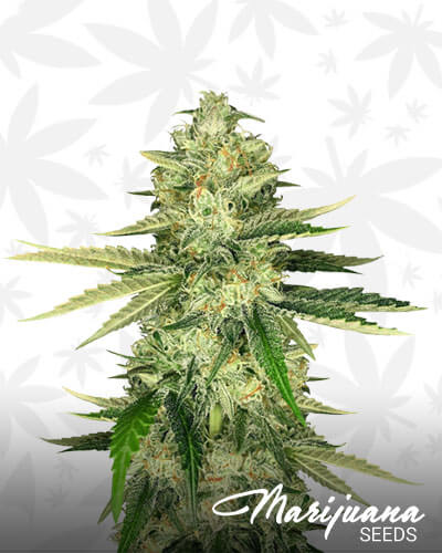 Hawaiian Snow x Wedding Cake x Gelato 33