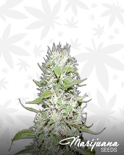 Hawaiian x Skunk 1