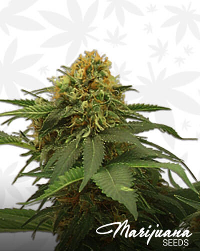 Hawaïan Indica