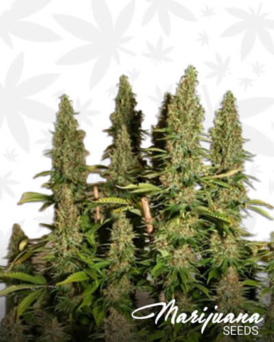 Haze 1