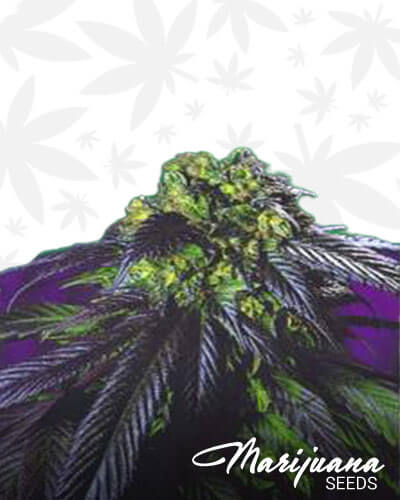 Haze 19 x Skunk 1