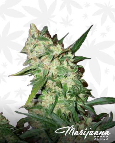 Haze 19 x Skunk