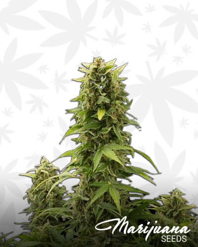 Haze 2 0 Autoflowering
