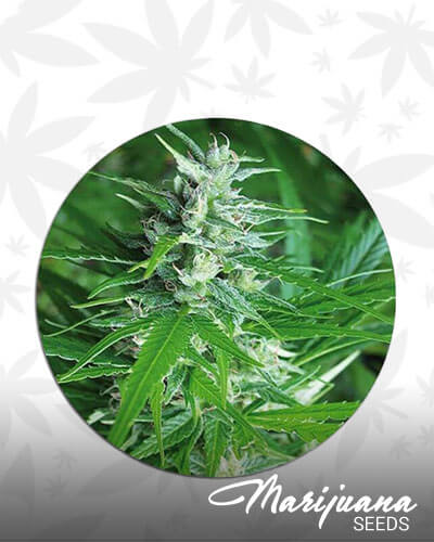 Haze Auto Tao