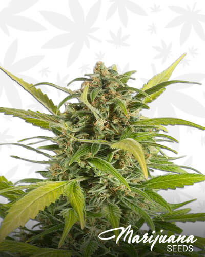 Haze Autoflowering CBD