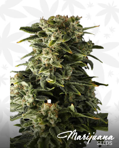 Haze Automatic 1