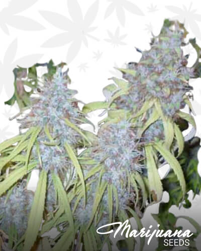 Haze Freak 1