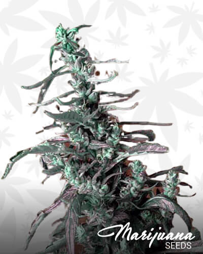 Haze Kush 1