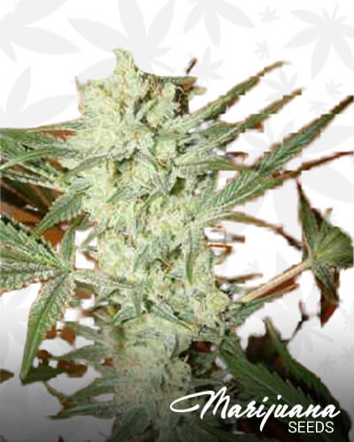 Haze Skunk 1