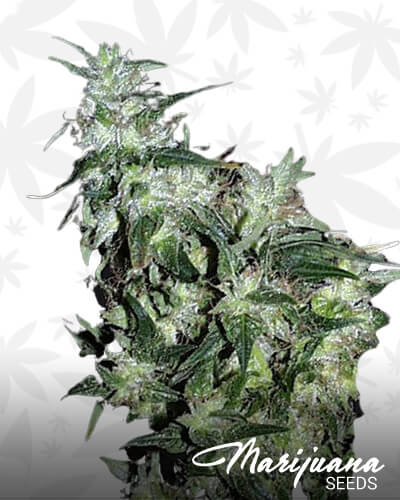 Haze Special 1
