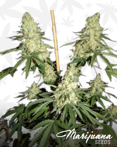 Haze Widow 1