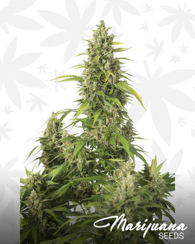 Haze XXL Autoflowering 2