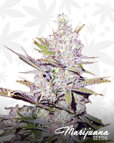 Haze Xtreme 1