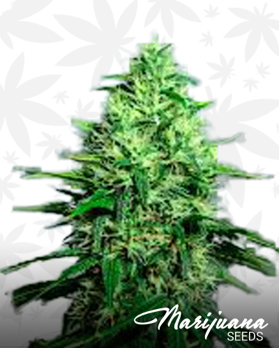 Haze a Licious