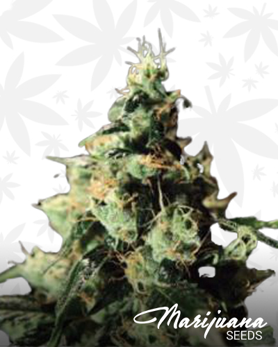 Haze bros original Haze