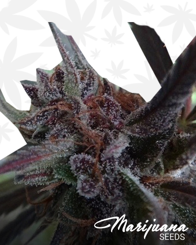 Haze x Kali China