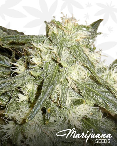 Haze x Northern Lights 1 F 1 Hybrid