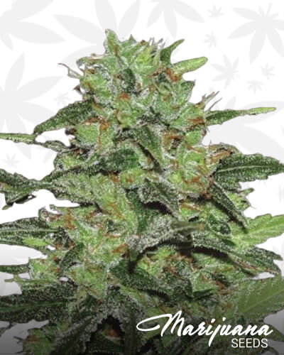 Hazy Gorilla 2
