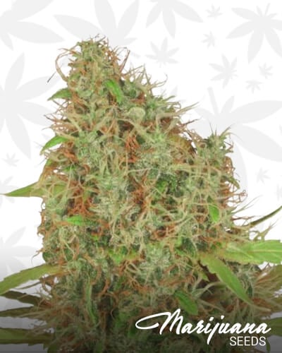 Hazy Med CBD 2