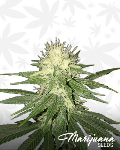 Ha’ Hawaiian Kush