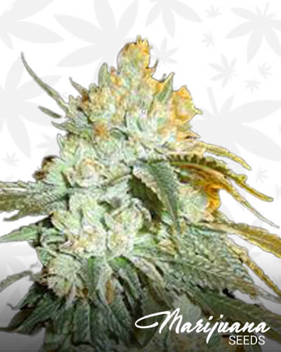 Head Stash Auto 1