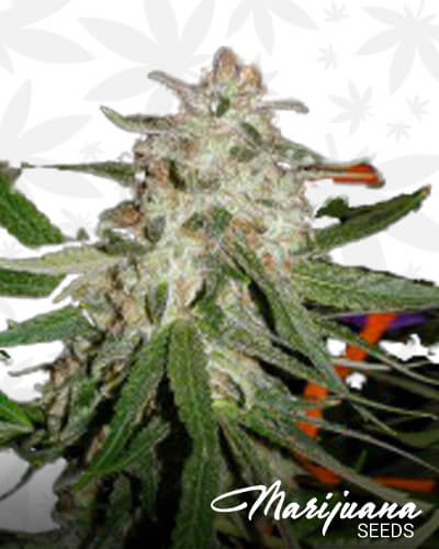 HeadbanD Cookies 1