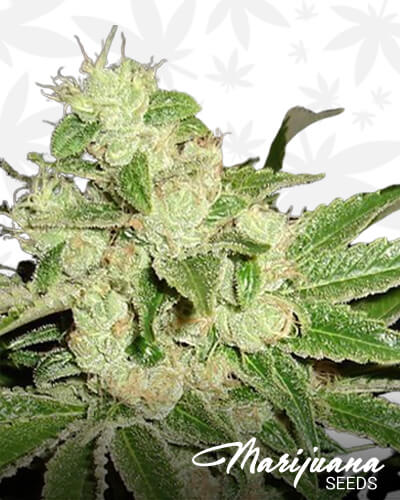 Headband BX 1