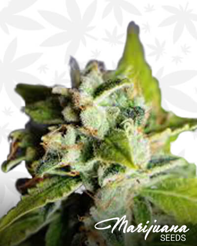 Headband Haze