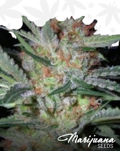 Headband x Caramel