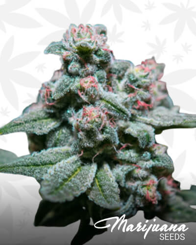 Headband x DSD 1