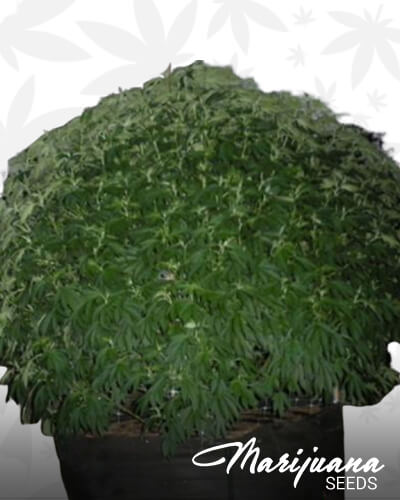 Headband x Durban 1