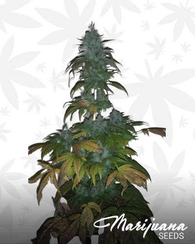 Headbanger Auto