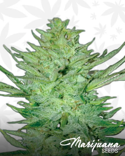 Headlights Kush Auto 1