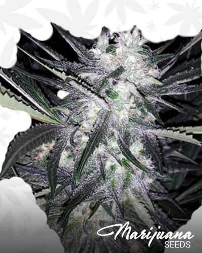 Headlock OG 1