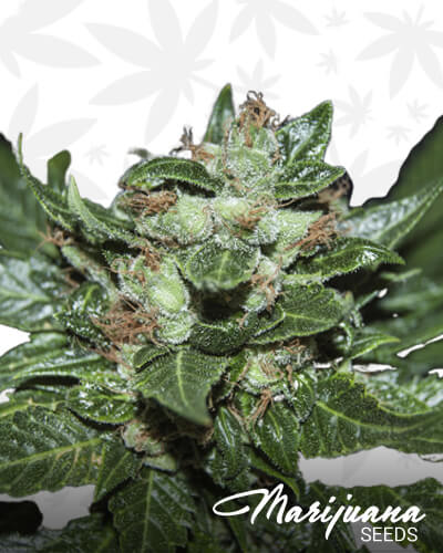 Heartbeat Kush 1