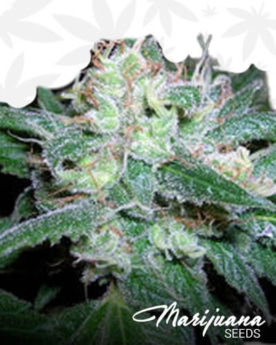 Heavenly Blue Kush 1