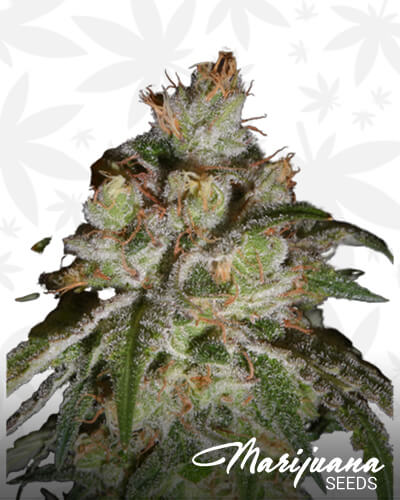 Heavenly Querkle 1