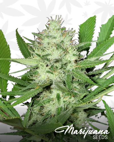 Heavenly Sativa 1