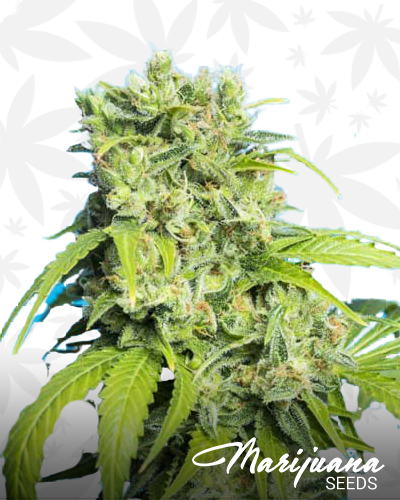 Heaven’s Gate CBD