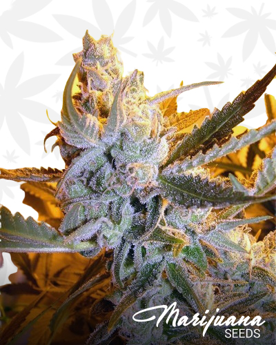 Heaven’s Haze