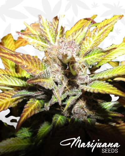 Heavy Duty Haze 1