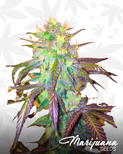Heavy Duty Querkle 1