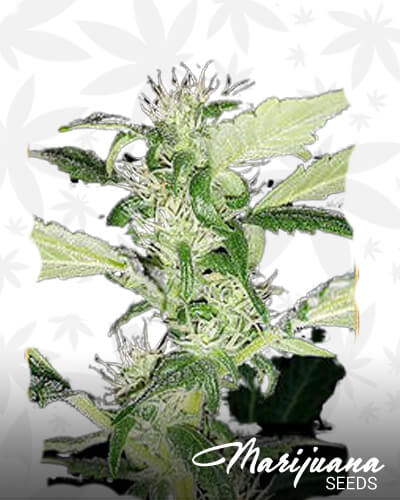 Heisenberg Special 1