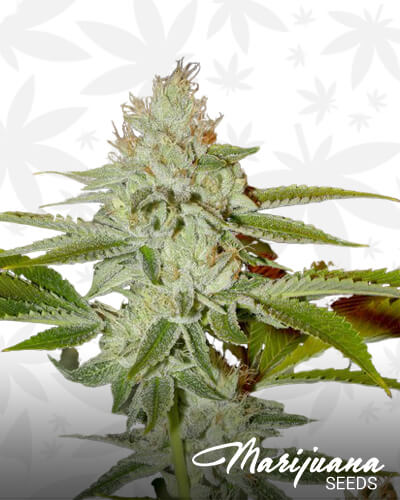 Hell Fire OG 2