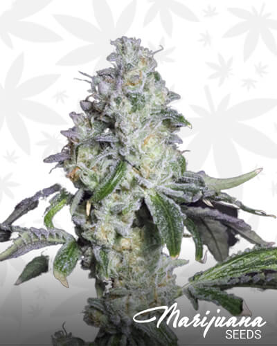 Hell Scout Cookies