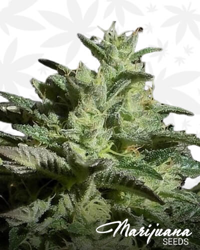 Hellboy OG 1
