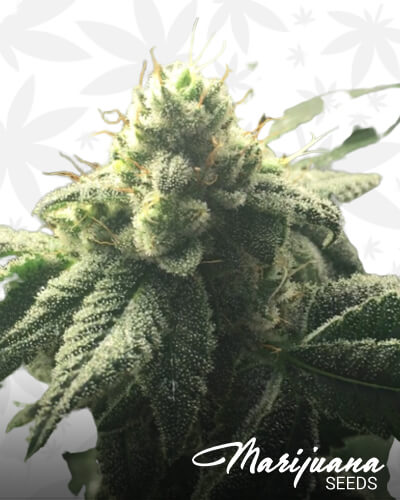 Hells Angel OG x Adam 1