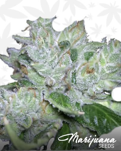 Hells Angels OG on Fire 1