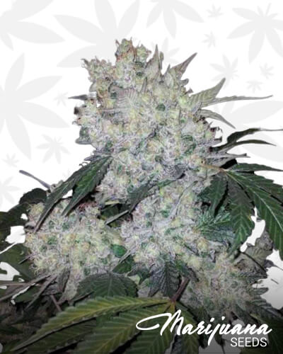 Hells Widow OG